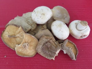 Lomo relleno de hongos